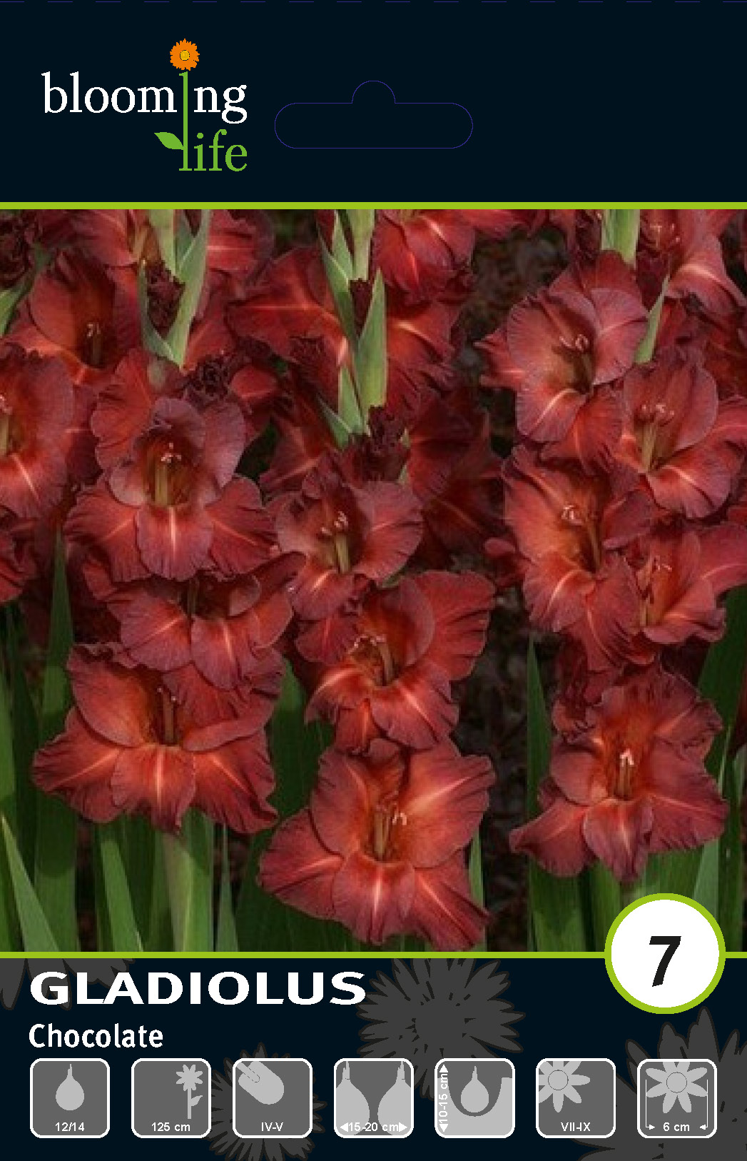 Гладиолус крупноцветковый Чоколейт